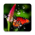 Logo of Rain Live Wallpaper android Application 