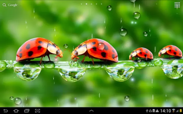 Rain Live Wallpaper android App screenshot 2